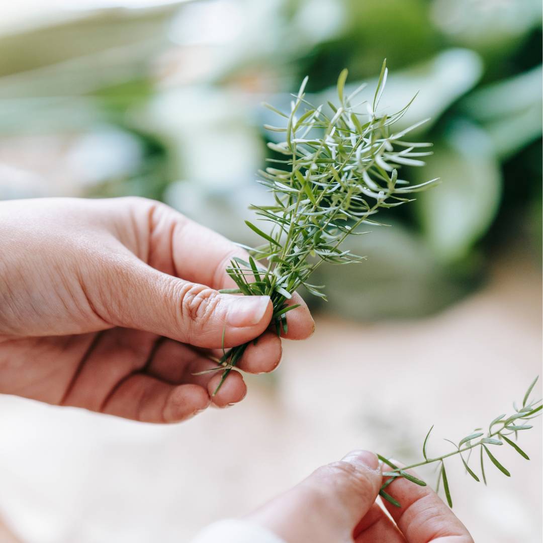 Rosemary’s Hidden Molecule: How Carnosic Acid Enhances Gut and Immune Function
