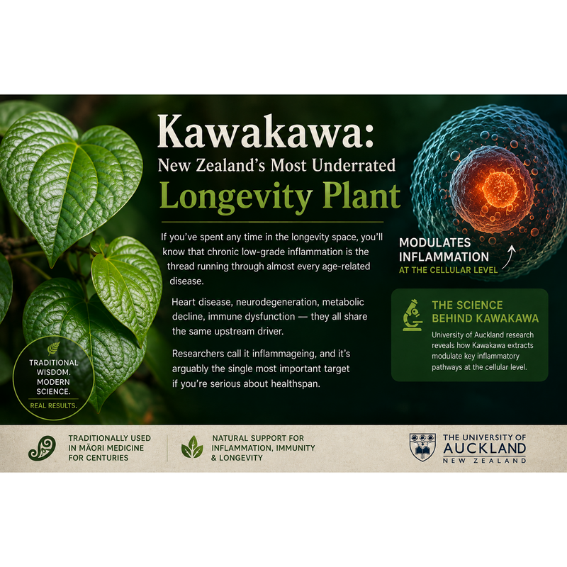 Kawakawa: New Zealand's Most Underrated Longevity Plant